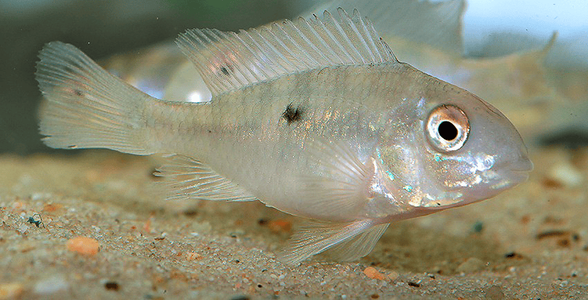 Gymnogeophagus labiatus