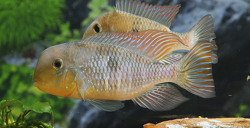 Gymnogeophagus labiatus