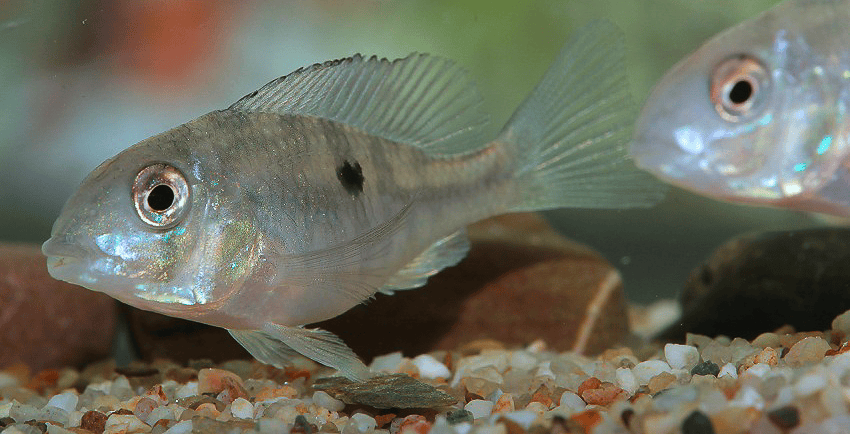 Gymnogeophagus labiatus