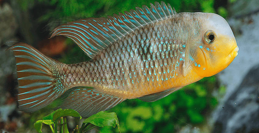 Gymnogeophagus labiatus