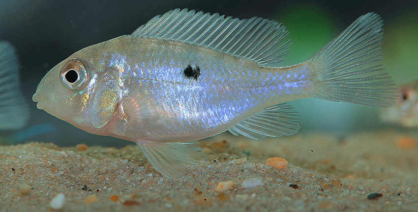 Gymnogeophagus labiatus