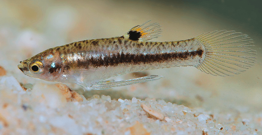 Heterandria formosa