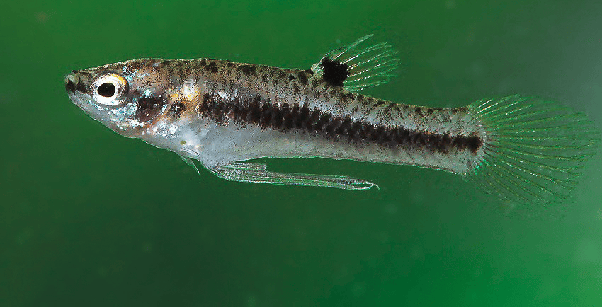 Heterandria formosa