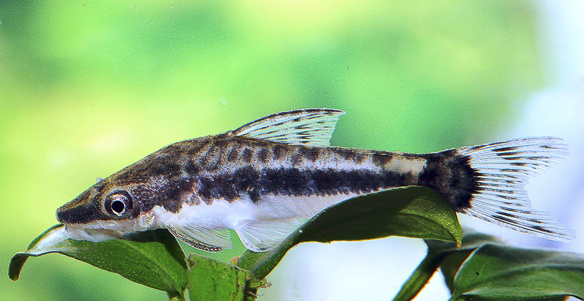 Otocinclus cf. macrospilus = O. mangaba