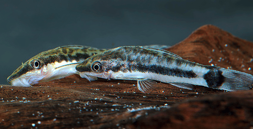 Otocinclus cf. macrospilus = O. mangaba