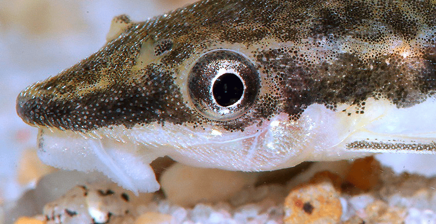 Otocinclus cf. macrospilus = O. mangaba