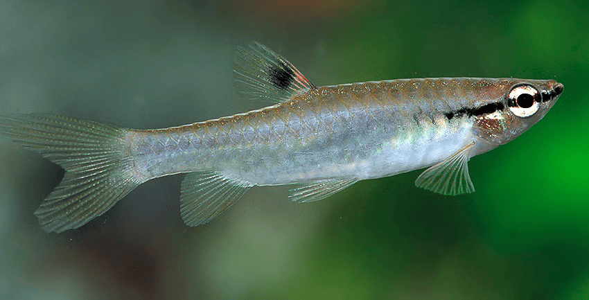 Pyrrhulina obermulleri