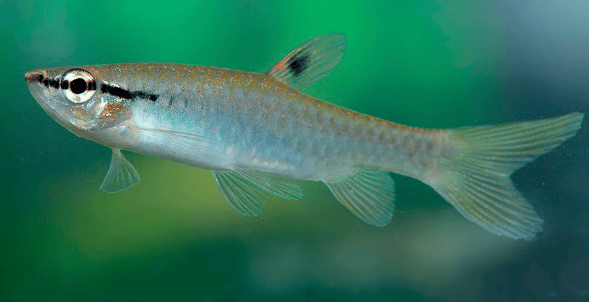 Pyrrhulina obermulleri