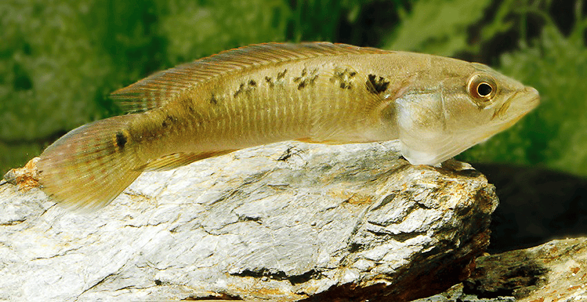 Saxatilia sveni (früher- Crenicichla sveni)