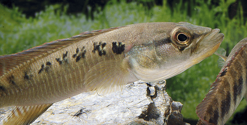 Saxatilia sveni (früher- Crenicichla sveni)
