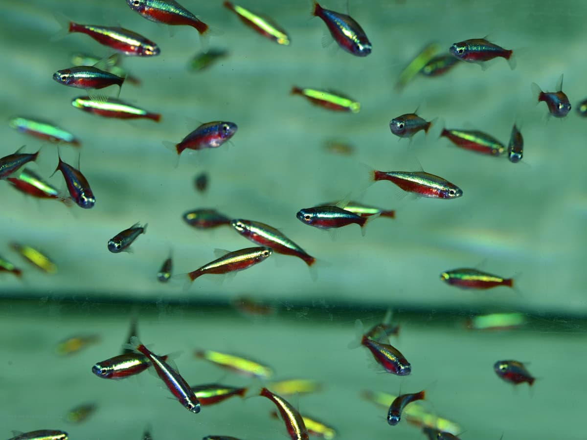 Paracheirodon axelrodi - Roter Neon, WF-BRA