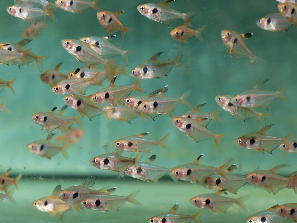 Hyphessobrycon sweglesi - Roter Phantomsalmler, NZ