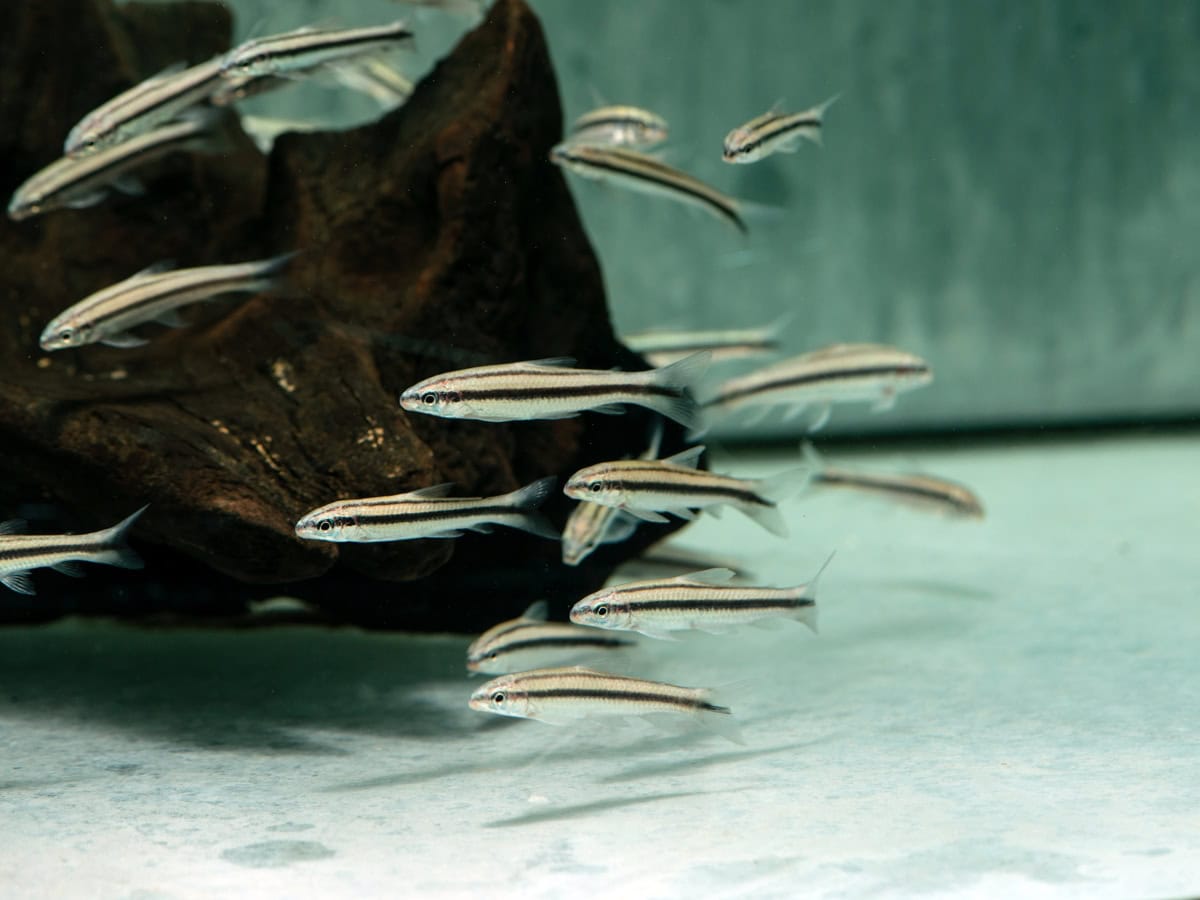 Apareiodon machrisi - Tocantins-Algensalmler, WF-BRA