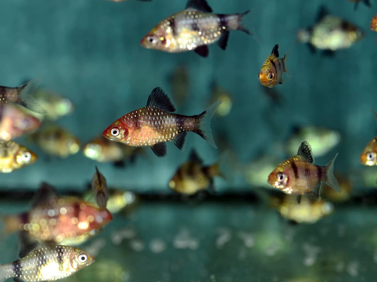 Pethia nigrofasciata - Purpurkopfbarbe, EUNZ