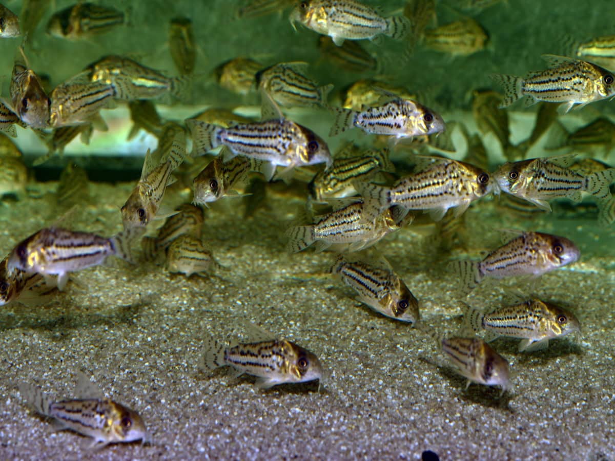 Corydoras schwartzi - Bänderpanzerwels, WF-BRA