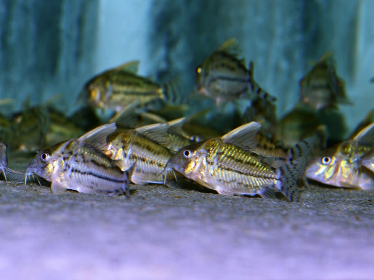 Brochis (Corydoras) pulchra - Bänder-Prachtpanzerwels, WF