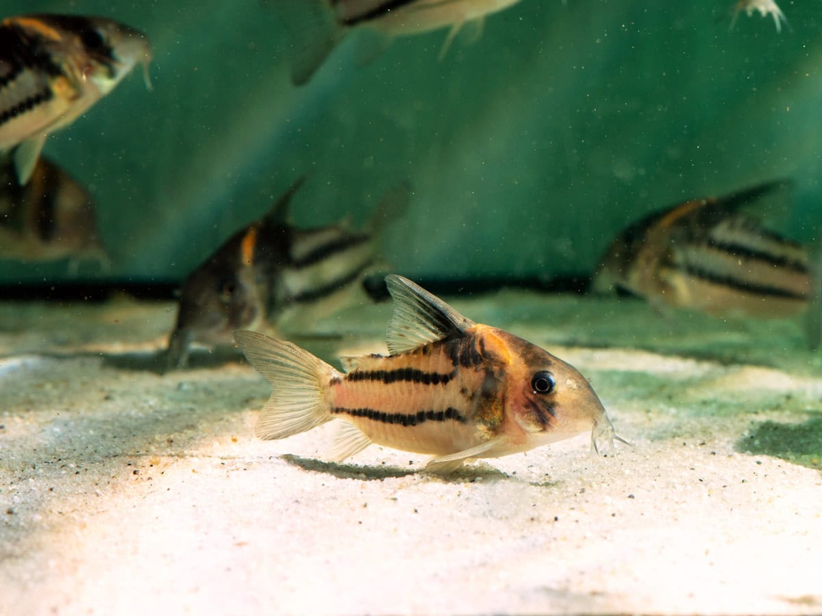 Hoplisoma aff. parallelum (CW127) - Parallelstreifen-Panzerwels, WF-BRA