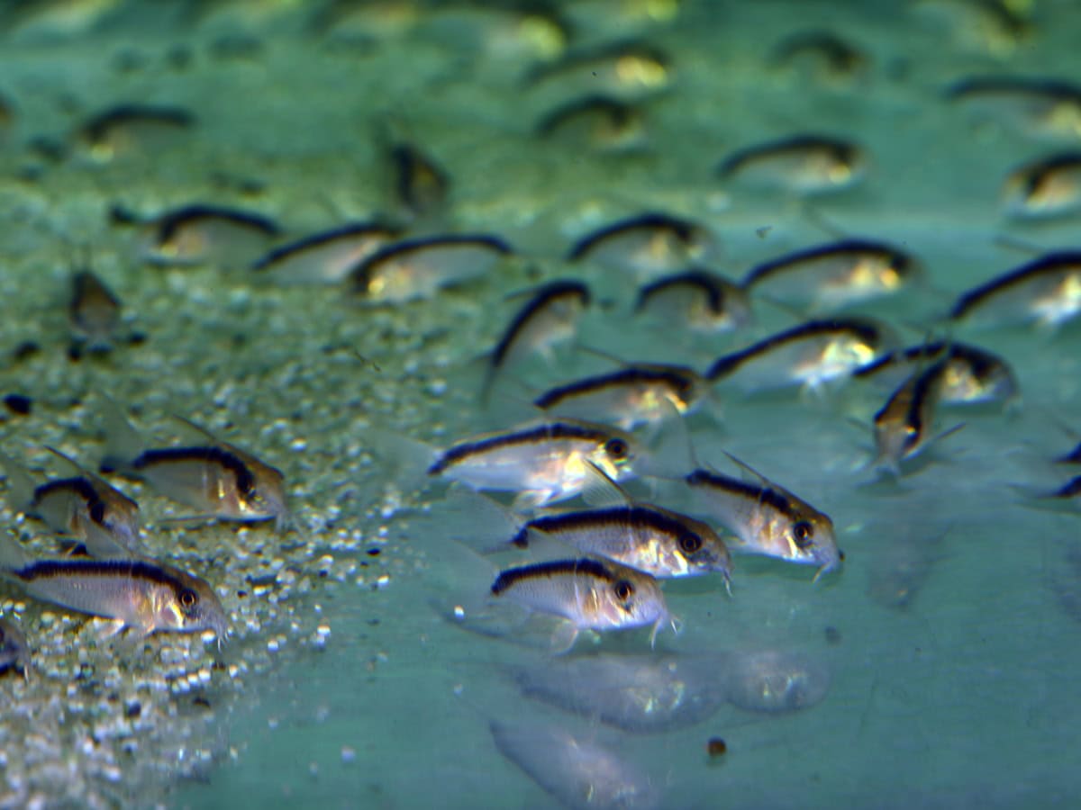 Corydoras granti/arcuatus - Stromlinien-Panzerwels, WF