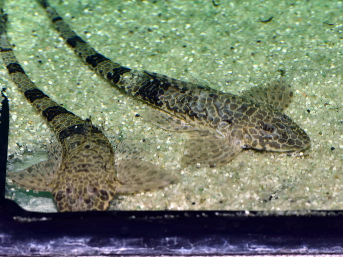 Rineloricaria teffeana - Netzmuster-Prachthexenwels, WF