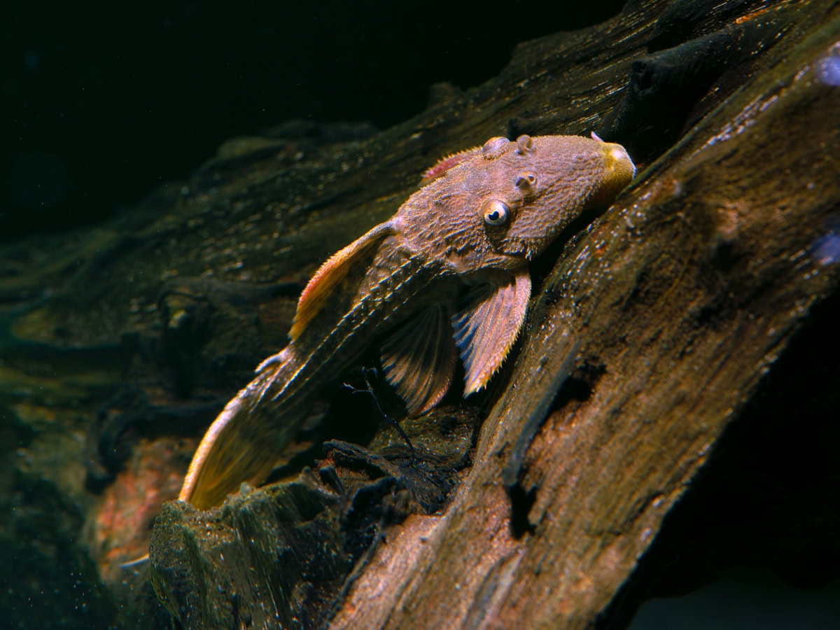 Pseudacanthicus pitanga - L 024 Orangeflossen-Kaktuswels, WF