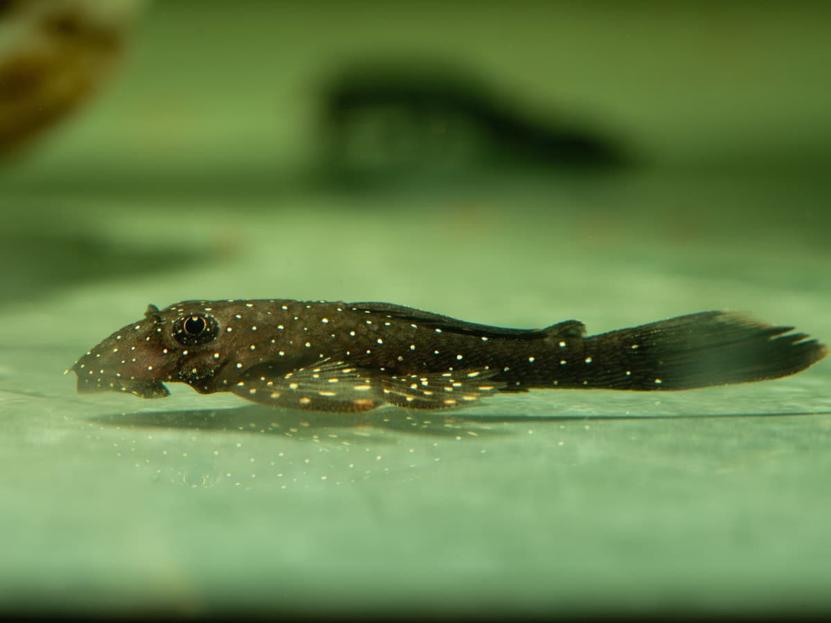 Ancistrus hoplogenys - L 059 Weißsaum-Rotpunkt-Ancistrus, DNZ