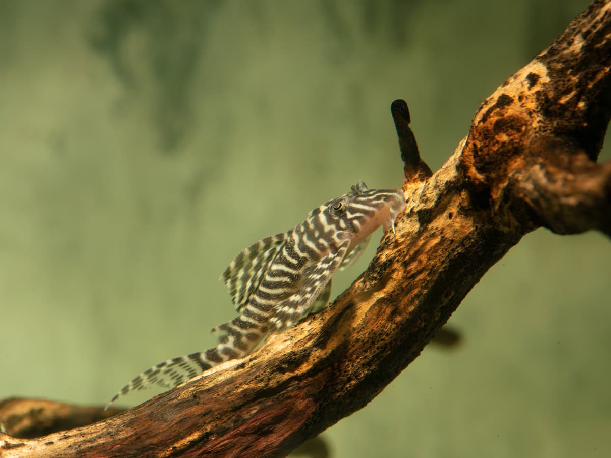 Hypancistrus seideli "L333" - L 333 New King Tiger Pleco, EUNZ