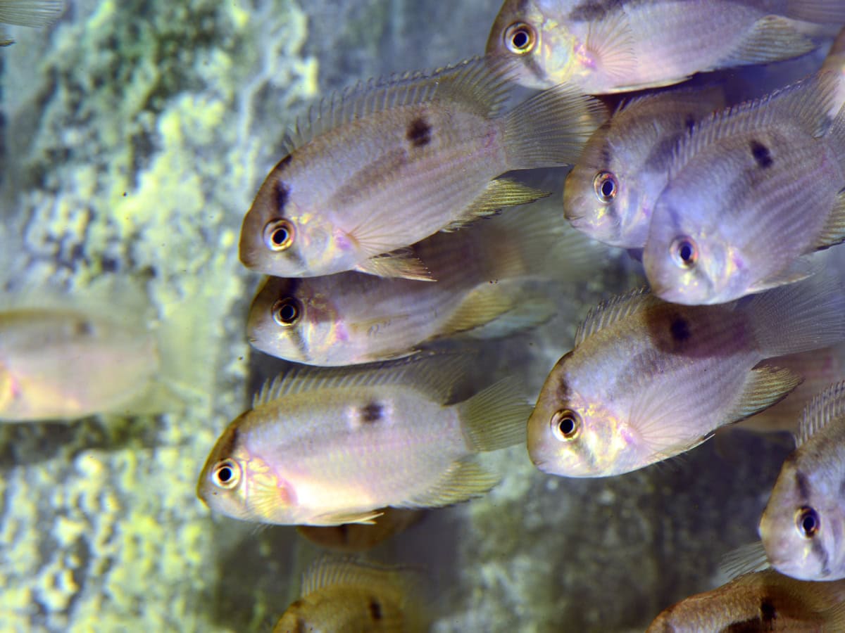 Cleithracara maronii - Maronibuntbarsch, EUNZ