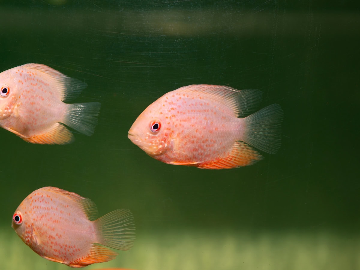 Heros notatus "Gold-Red-Spot" - Augenfleckbuntbarsch-Red Spot, EUNZ