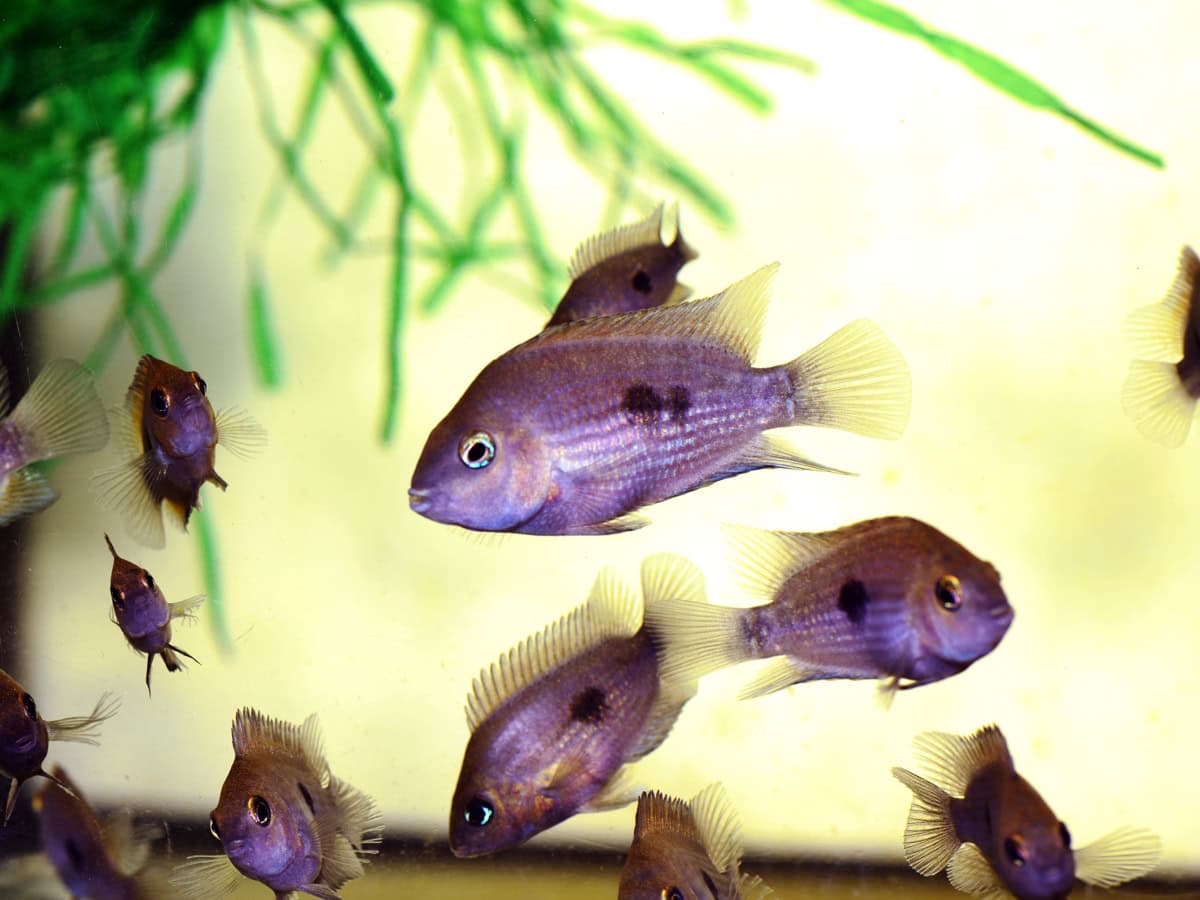 Amatitlania myrnae - Topas-Buntbarsch, DNZ