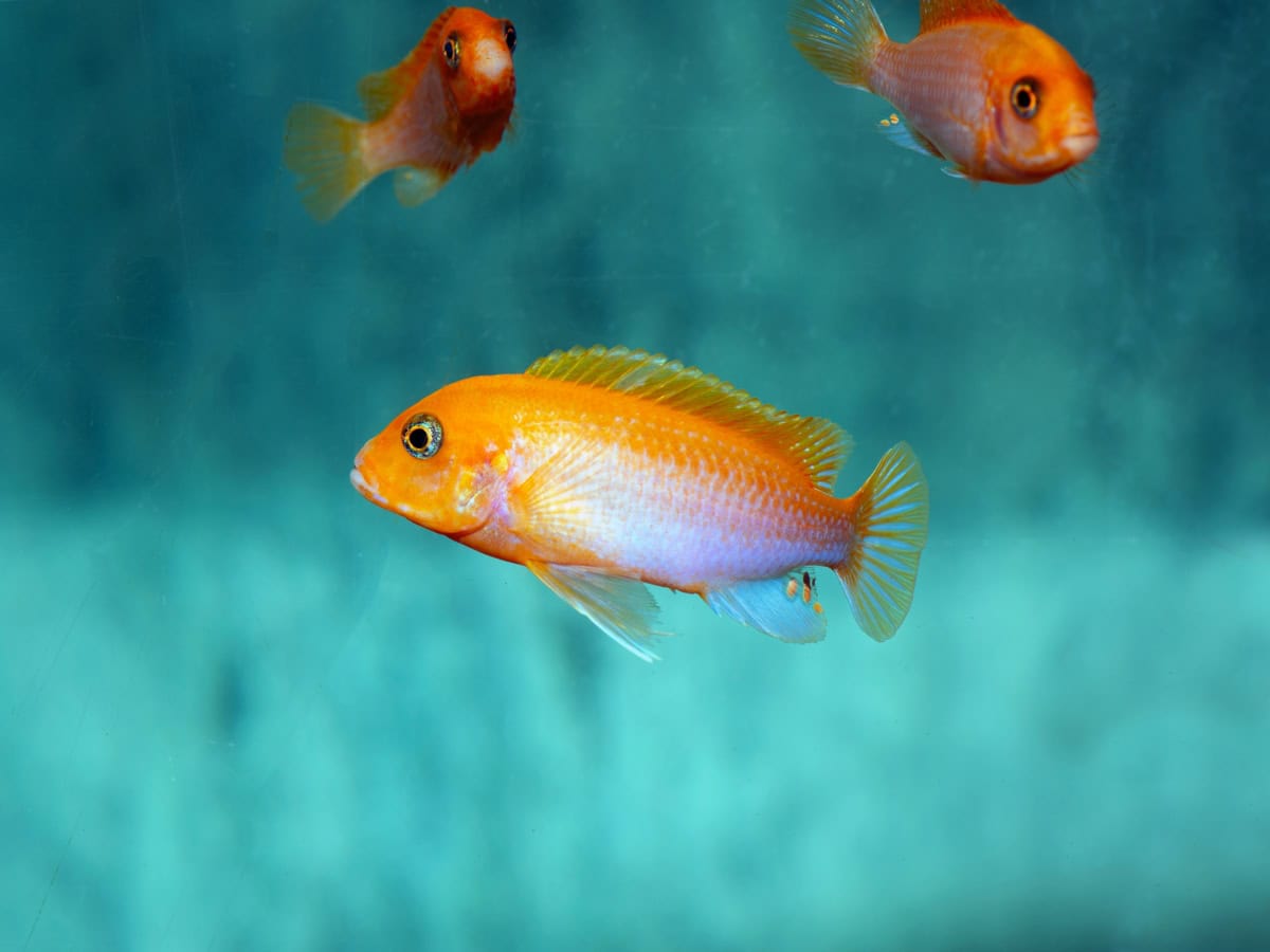 Labidochromis sp. "Hongi-Sunflower" - Sunflower-Labidochromis, DNZ