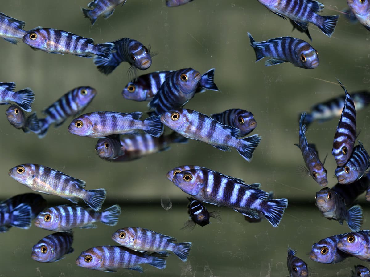 Pseudotropheus demasoni - Königsblauer Zebra-Maulbrüter, DNZ