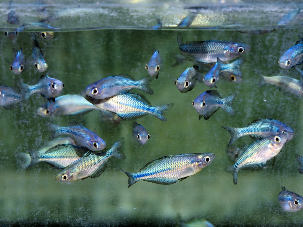 Melanotaenia lacustris - Blauer Regenbogenfisch, EUNZ