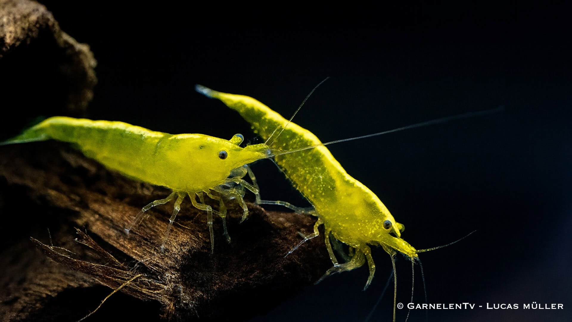 GarnelenTv: Farblinien der Neocaridina Garnelen