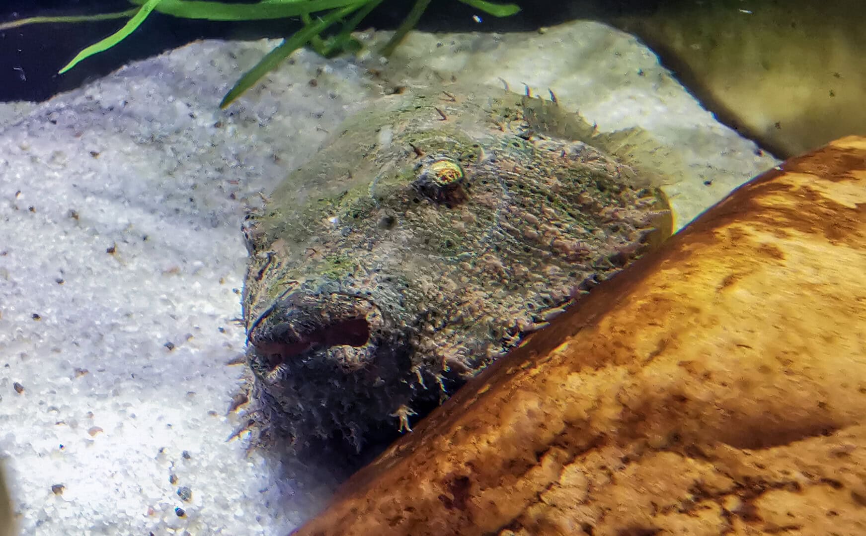 Der Fransen-Kugelfisch lauert hinter einem großen Stein am Boden. Foto: Thomas Baumeister