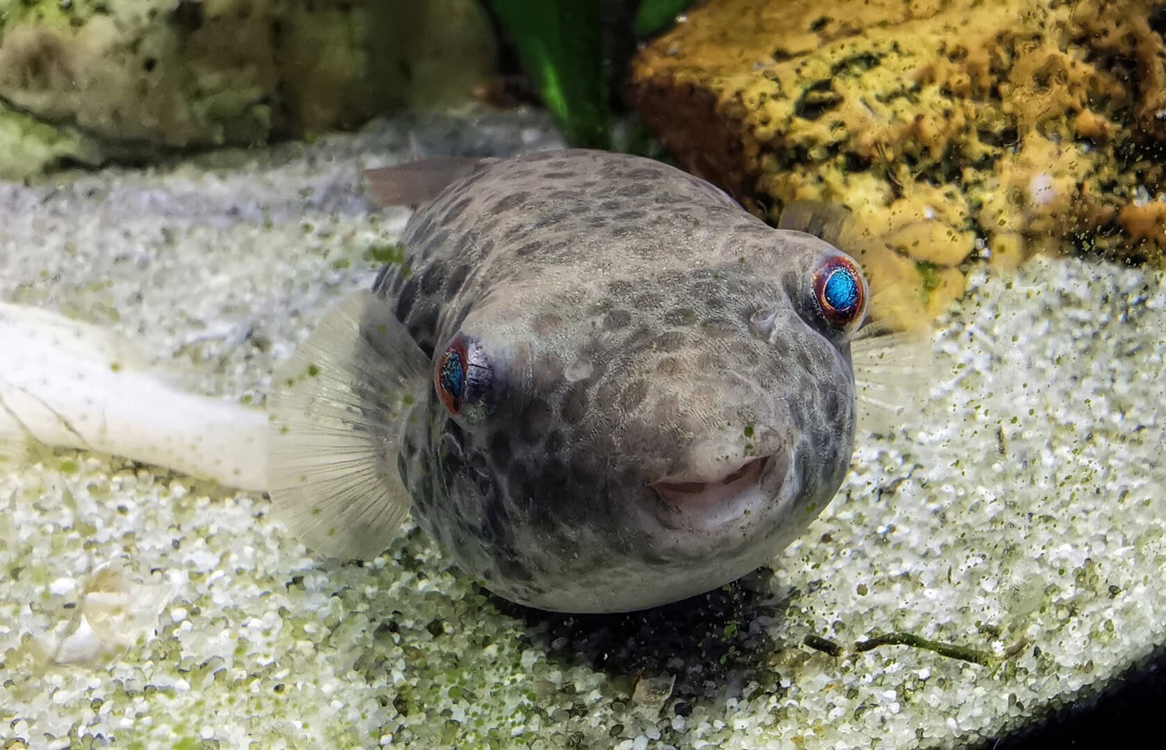 Freundlich schaut Abes Kugelfisch in die Kamera. Foto: Thomas Baumeister