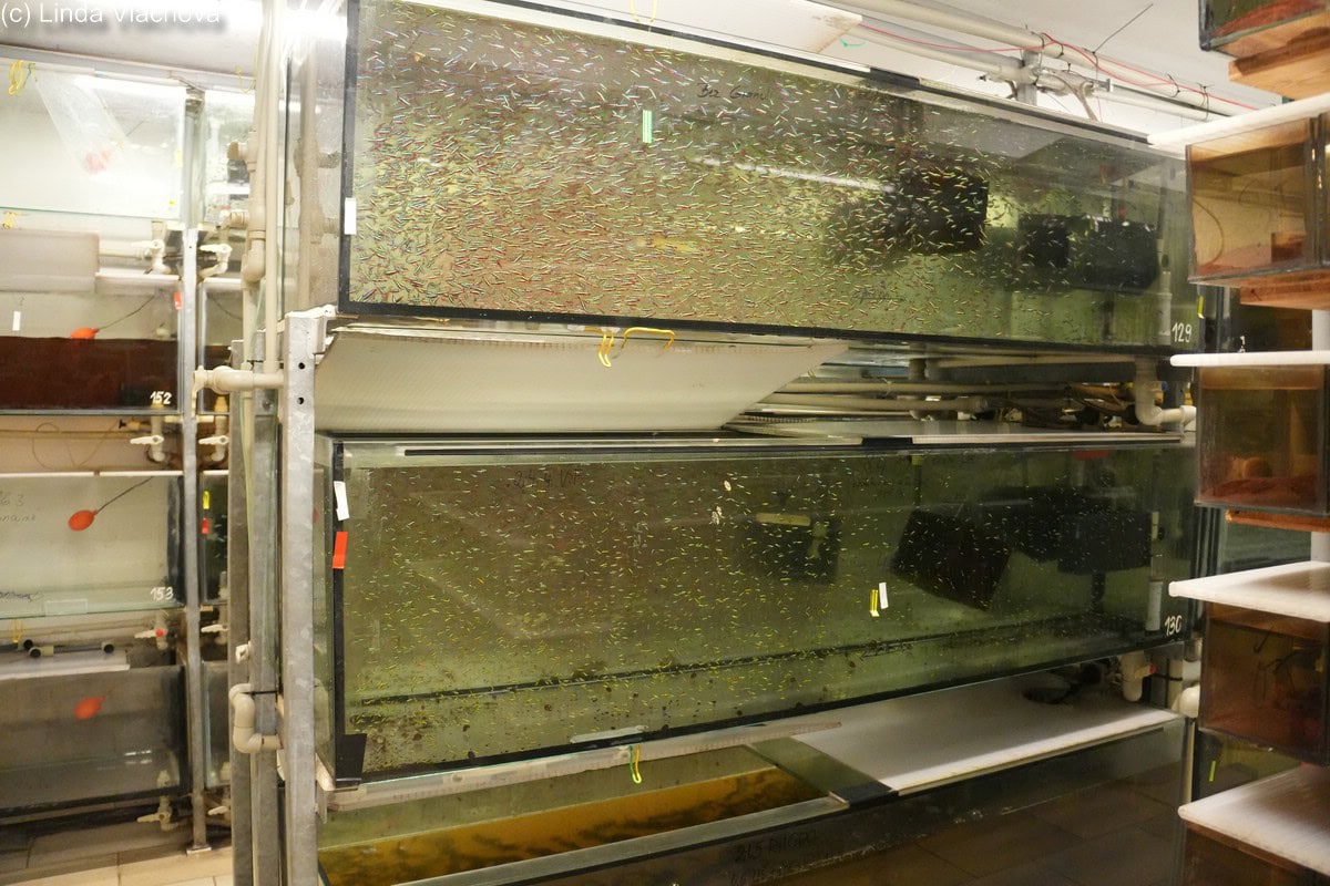 Die tschechische Aquaristik: Tradition, Herausforderungen und neue Hoffnungen. Foto: Linda Vlachova