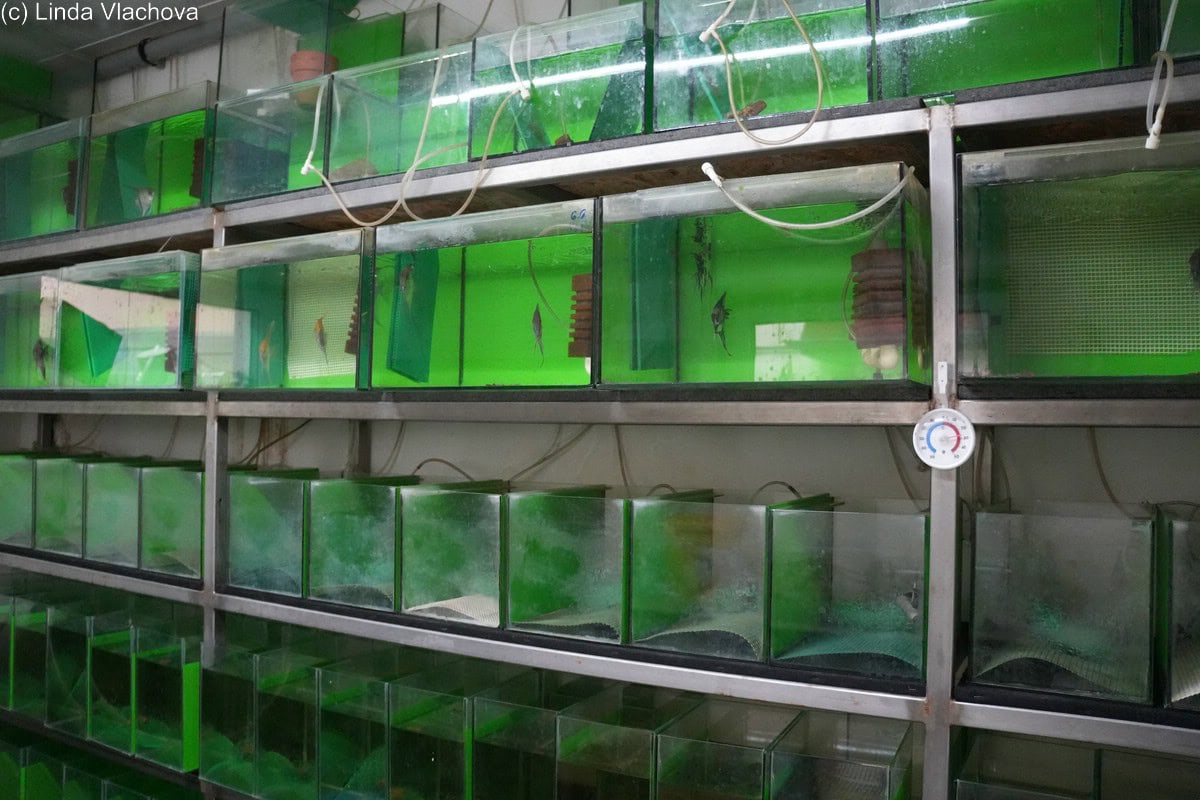 Die tschechische Aquaristik: Tradition, Herausforderungen und neue Hoffnungen. Foto: Linda Vlachova