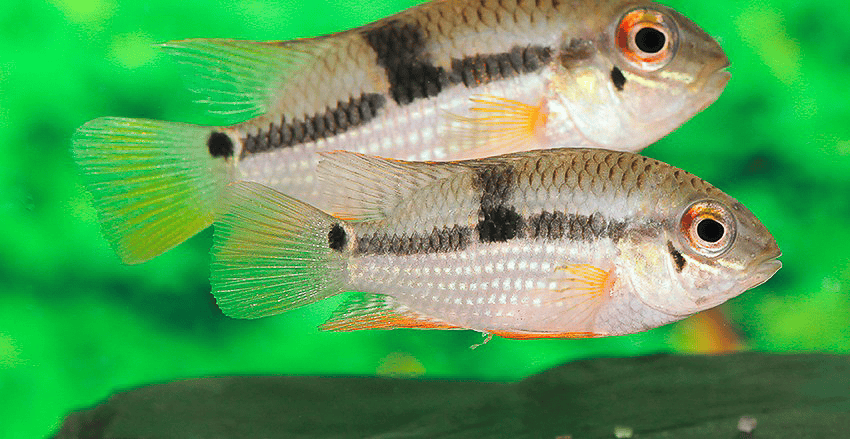 Aequidens sp. „Jenaro Herrera"