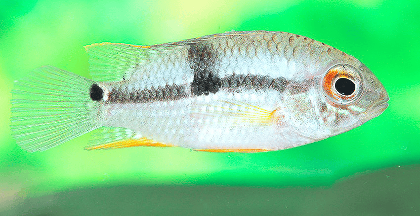 Aequidens sp. „Jenaro Herrera"