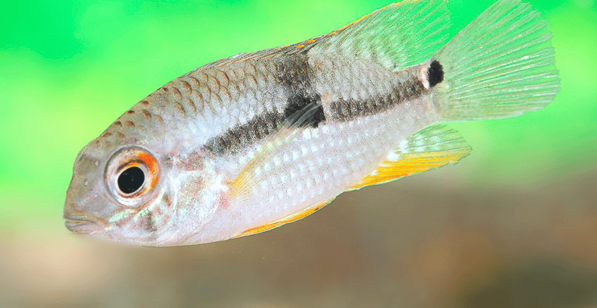 Aequidens sp. „Jenaro Herrera"