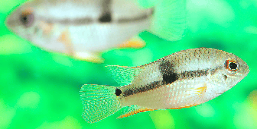 Aequidens sp. „Jenaro Herrera"