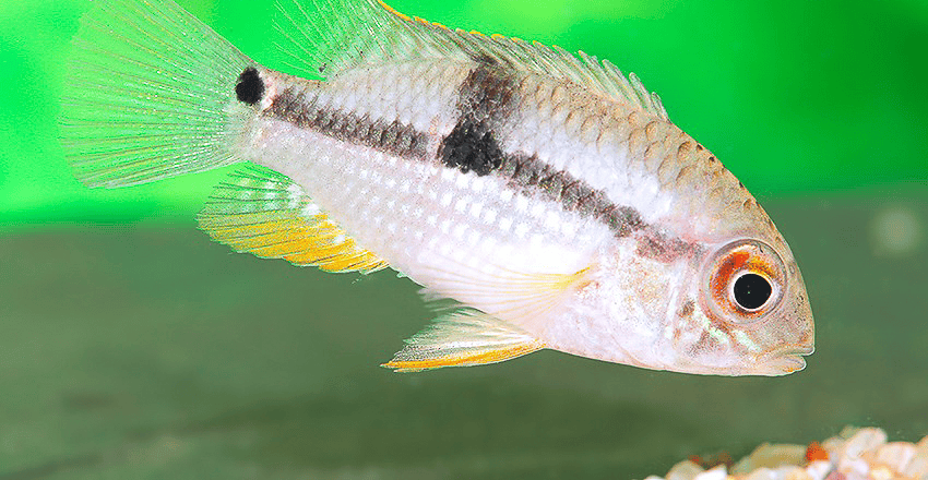 Aequidens sp. „Jenaro Herrera"