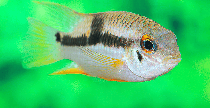 Aequidens sp. „Jenaro Herrera"