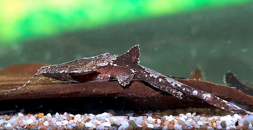 Bunocephalus coracoideus