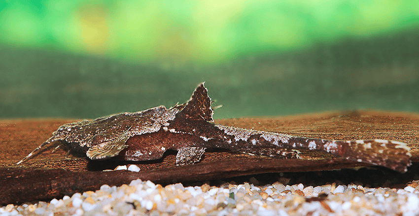 Bunocephalus coracoideus