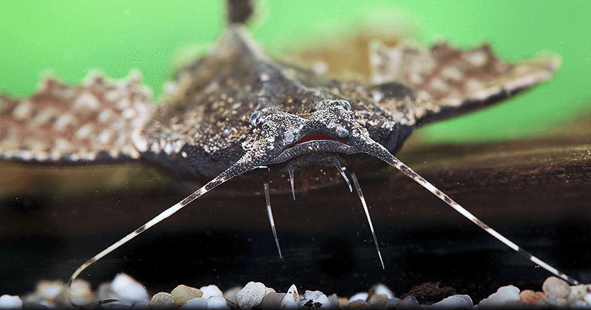 Bunocephalus coracoideus