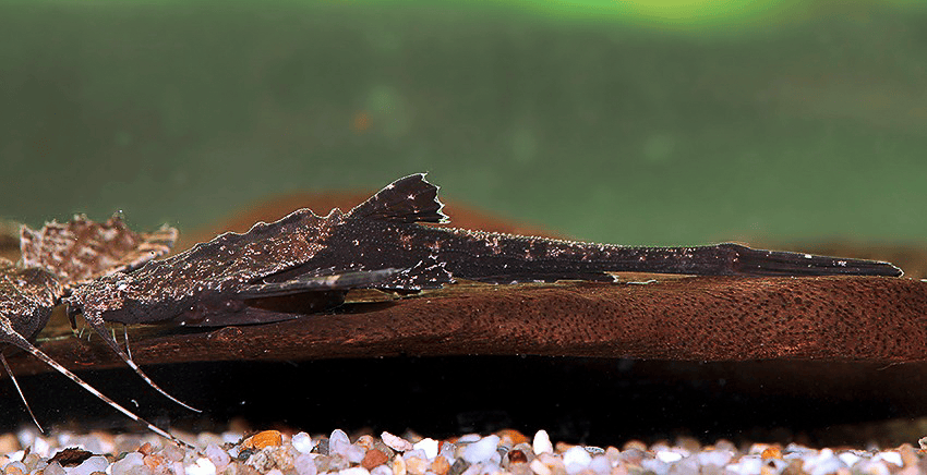 Bunocephalus coracoideusc