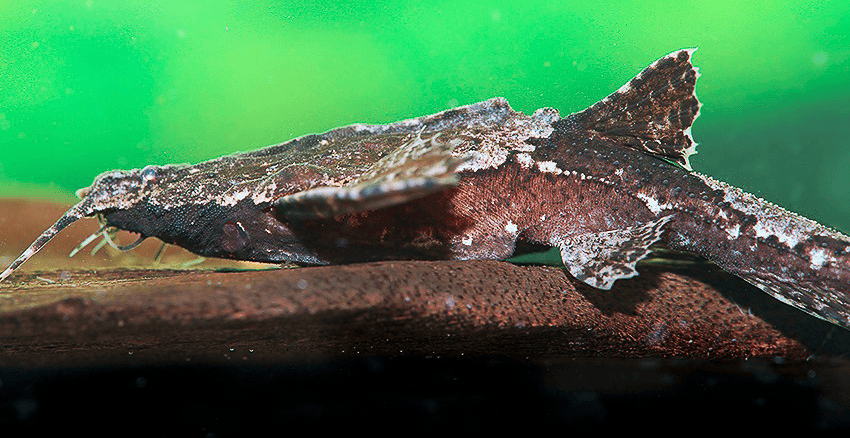 Bunocephalus coracoideus