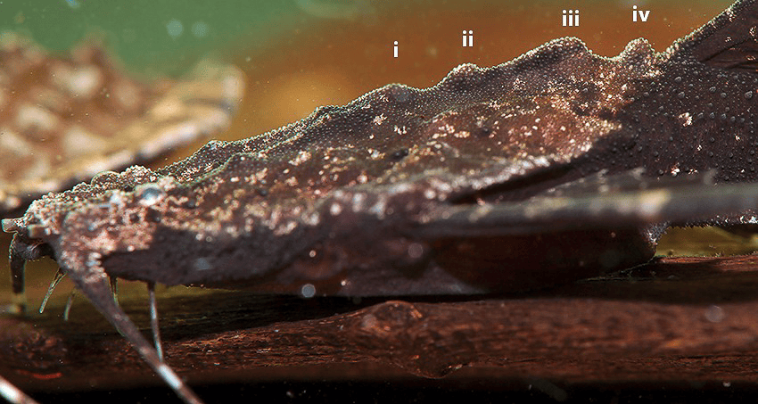 Bunocephalus coracoideus