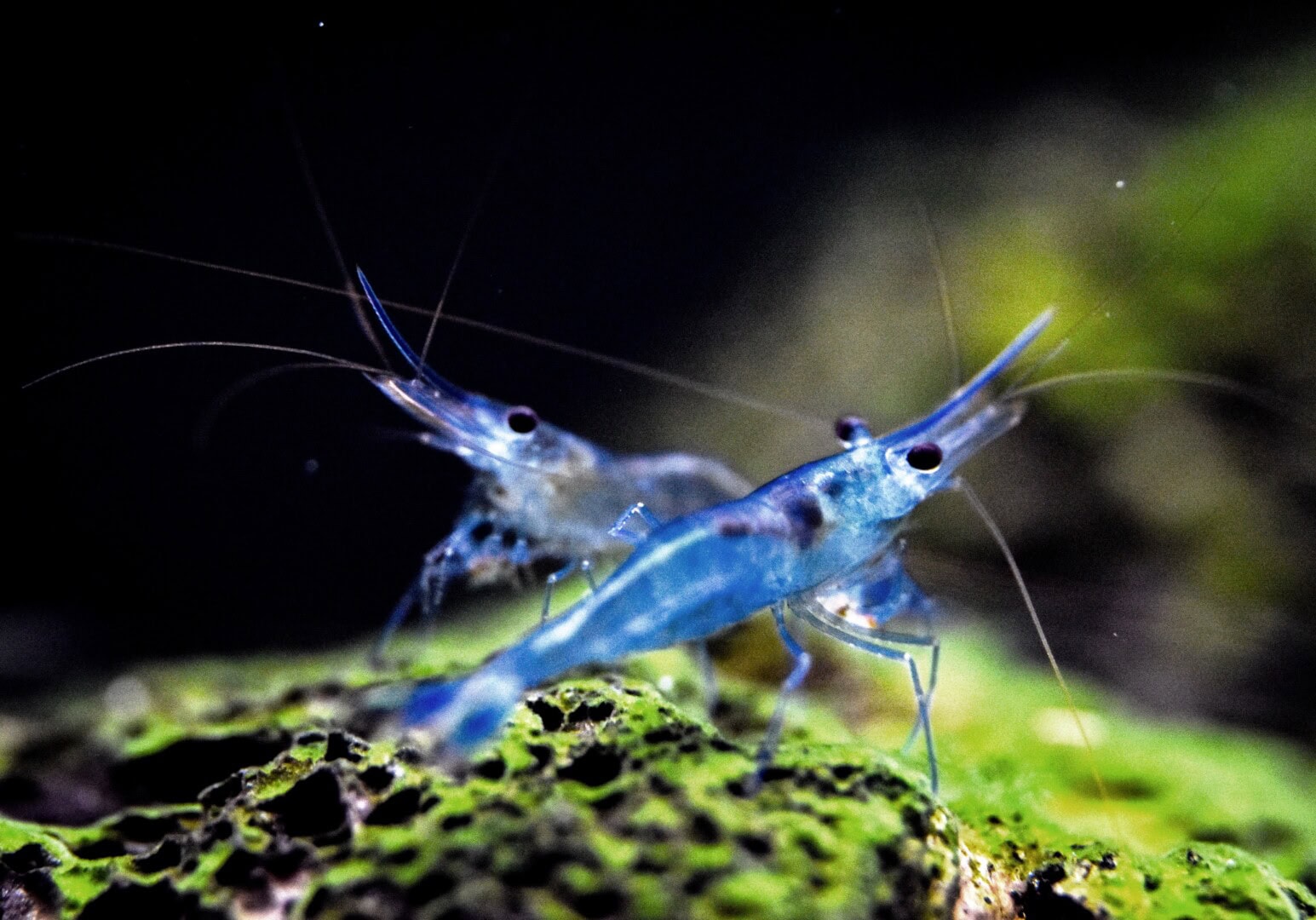 Das intensive Blau ist das Ergebnis jahrelanger Zucht. Foto: Isabella Keim